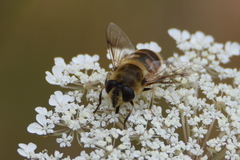 Eristalis tenax