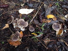 Tricholoma terreum image