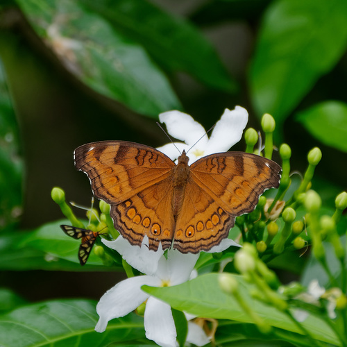 Junonia hedonia
