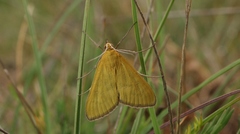 Mecyna lutealis