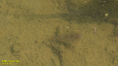 Triops granarius