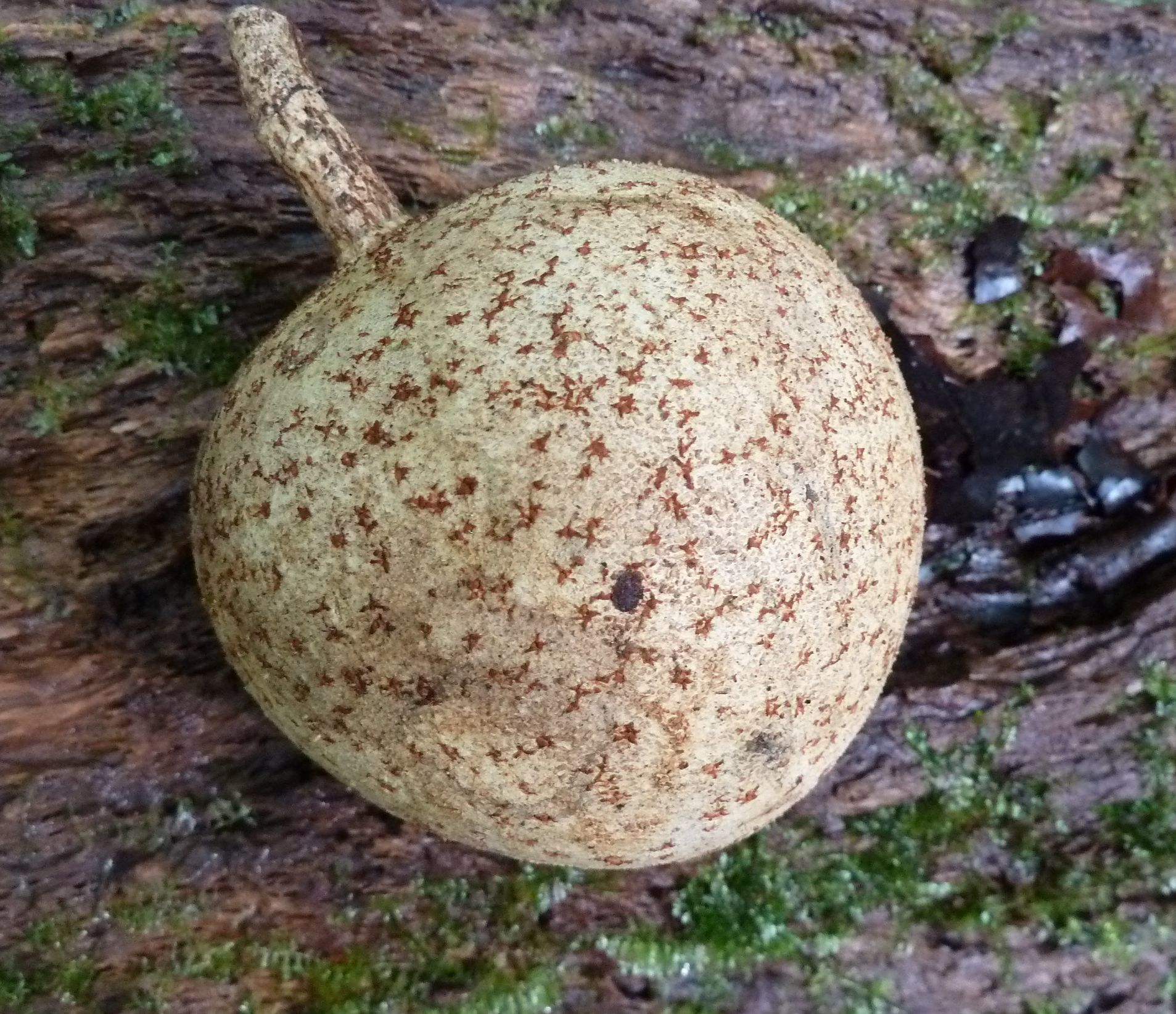 Mammea africana