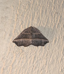 Metanema determinata