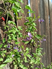 Solanum dulcamara