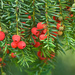 Common Yew - Photo (c) Jonathan Tyler, some rights reserved (CC BY-NC-SA)