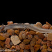 Cascade Caverns Salamander - Photo (c) twanto, some rights reserved (CC BY-NC-SA), uploaded by Nathan Bendik
