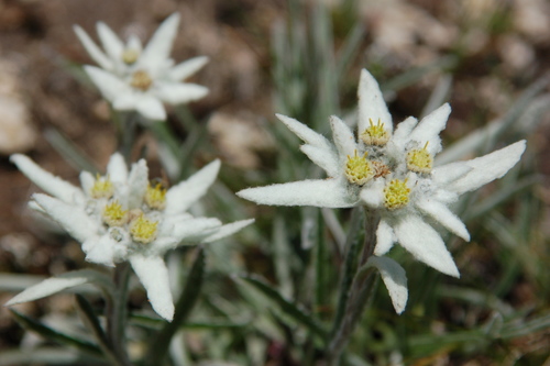 Edelweiss Leontopodium Nivale Inaturalist