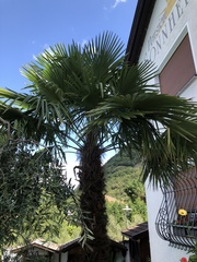 Trachycarpus