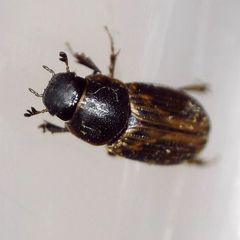 Melinopterus sphacelatus