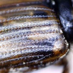 Melinopterus sphacelatus