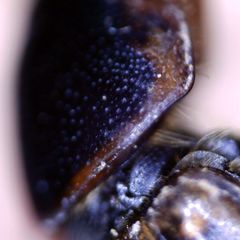 Melinopterus sphacelatus
