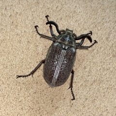 Polyphylla ragusae aliquoi