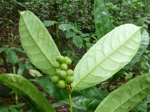 Decorsella