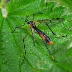 Ptychoptera albimana