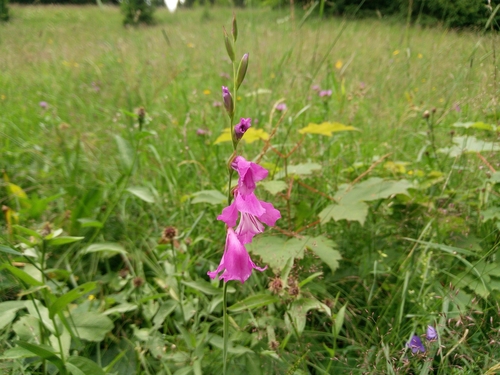 mečík močiarny (Gladiolus palustris)