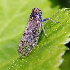 Tachycixius pilosus