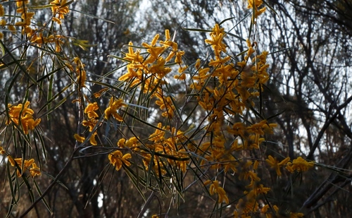 Jam wattle (Acacia acuminata)