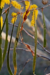 Acacia acuminata