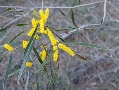 Image of Acacia acuminata by (c) Margaret Langley, some rights reserved (CC BY)