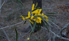 Acacia acuminata