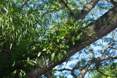 Bulbophyllum maxillare