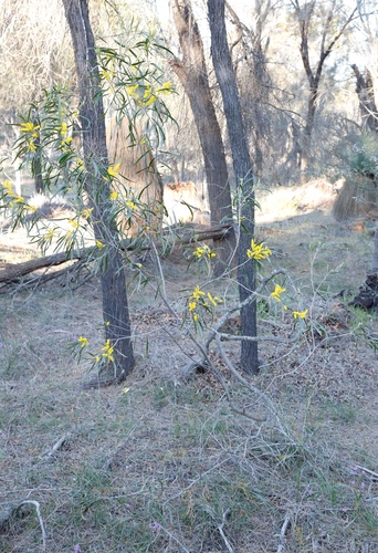 Image of Acacia acuminata by (c) Margaret Langley, some rights reserved (CC BY)