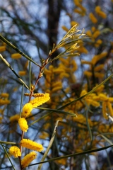Acacia acuminata