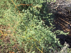 Asparagus fasciculatus