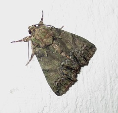 Polyphaenis sericata