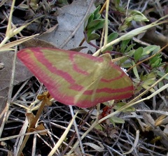 Rhodostrophia calabra