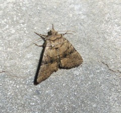 Clemathada calberlai