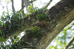 Dendrobium pachyphyllum