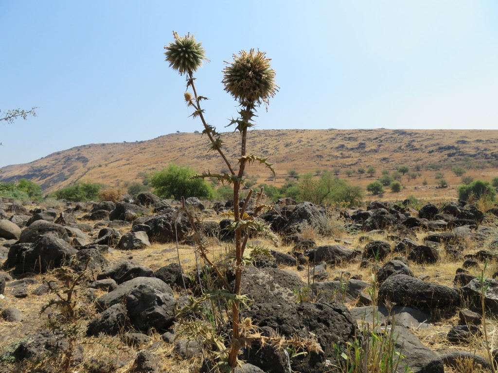 Echinops gaillardotii