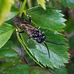 Macrophya alboannulata