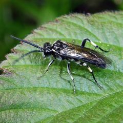 Macrophya alboannulata
