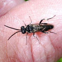 Macrophya alboannulata