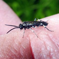 Macrophya alboannulata