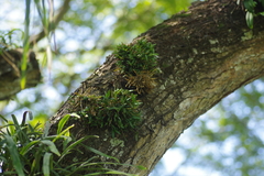 Dendrobium pachyphyllum