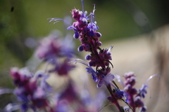 Trichostema lanatum