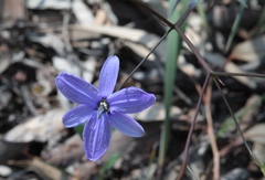 Agrostocrinum scabrum