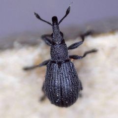 Perapion curtirostre