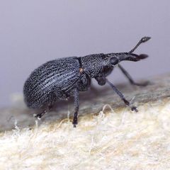 Perapion curtirostre