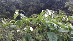 Mussaenda roxburghii