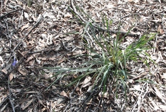 Agrostocrinum scabrum