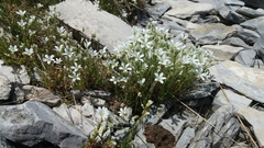 Arenaria grandiflora