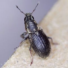 Sitona suturalis