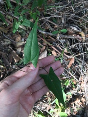 Dioscorea transversa