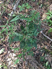 Dioscorea transversa