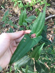 Dioscorea transversa