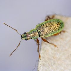 Polydrusus pterygomalis